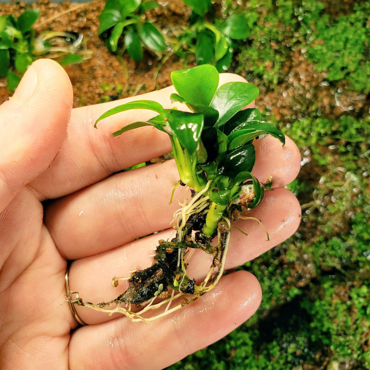 🌱 Anubias Nana