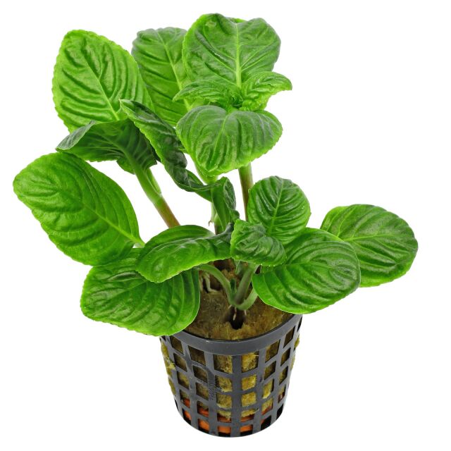 limnopilo Regosa