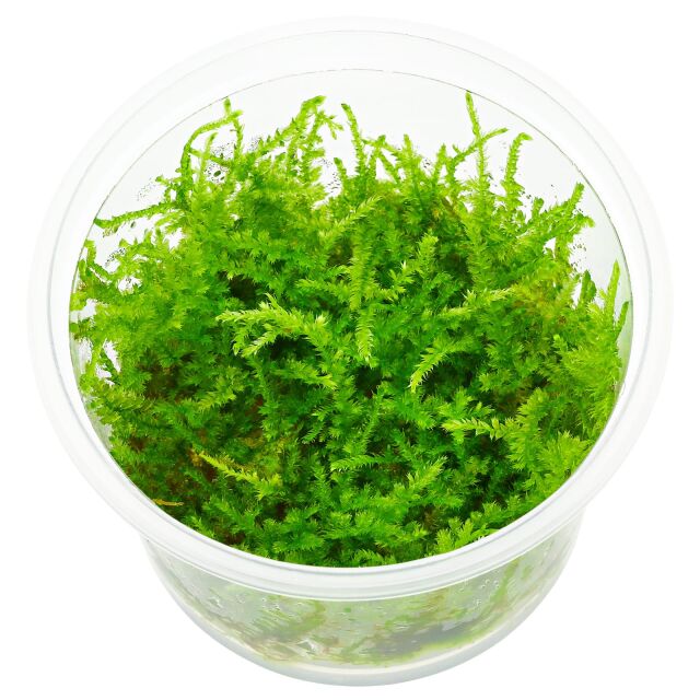 X moss