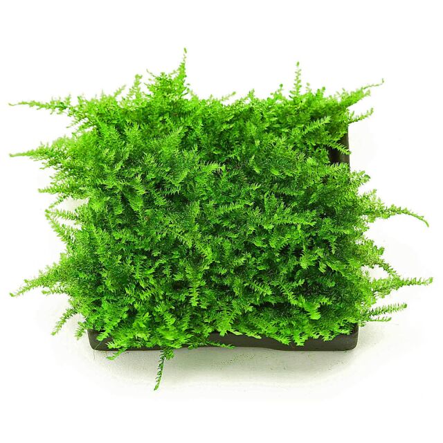 X moss