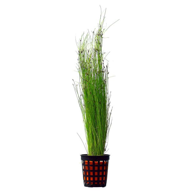elceocharis vivipara(hair grass)