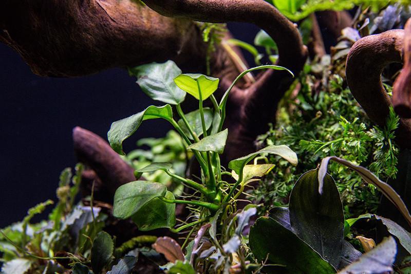 🌱 Anubias Nana
