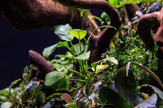 🌱 Anubias Nana