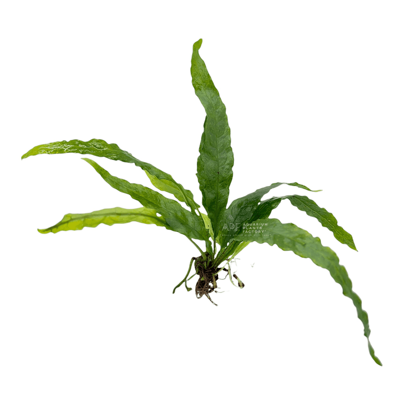 Java fern