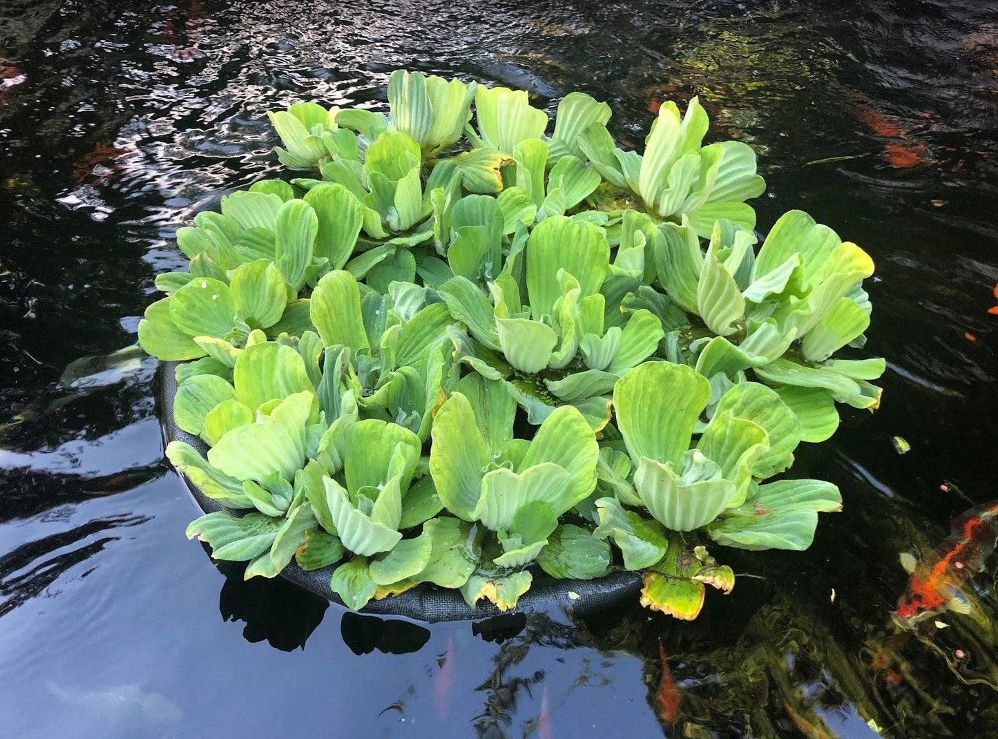 Water lettuce (3numbers) 40rs