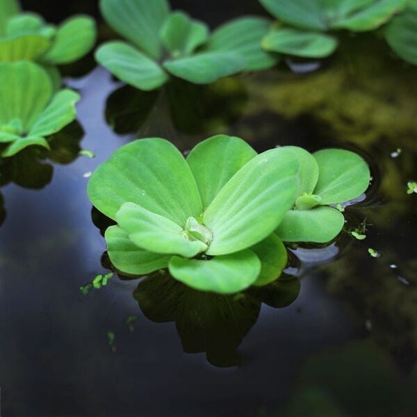 Water lettuce (3numbers) 40rs