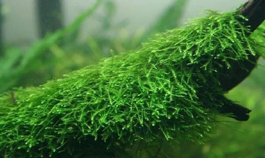 Java Moss