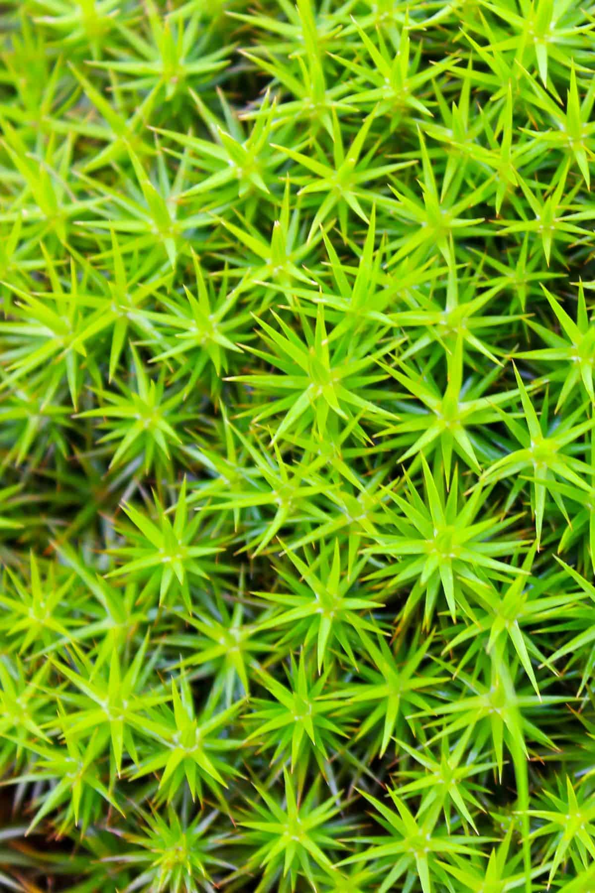 Star moss