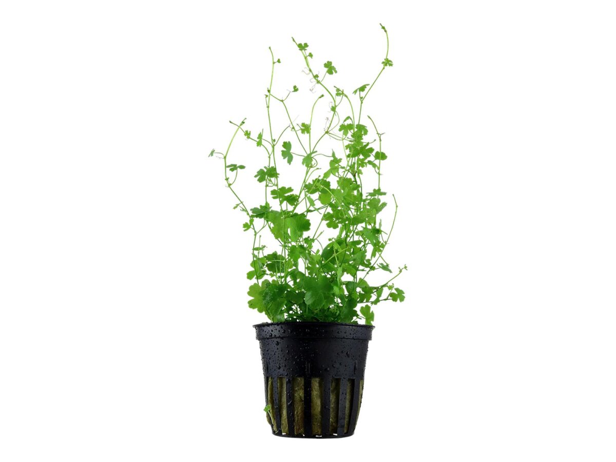 hydrocotyle tripartita