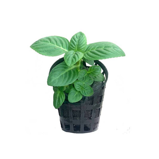 limnopilo Regosa