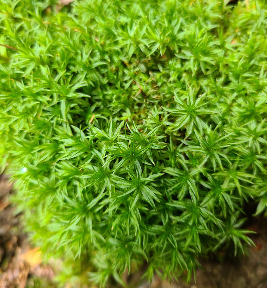 Star moss