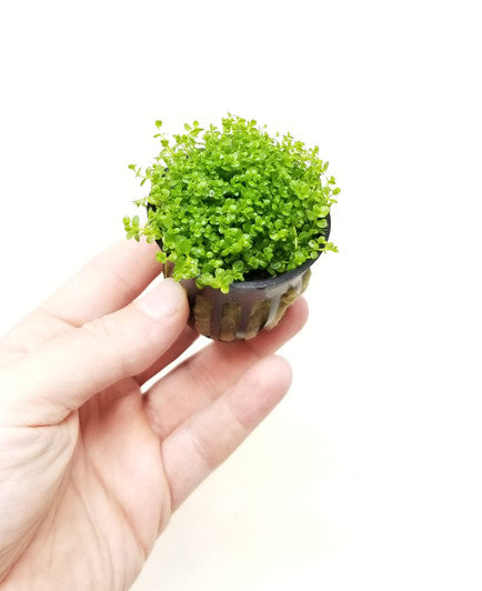 Pearl weed