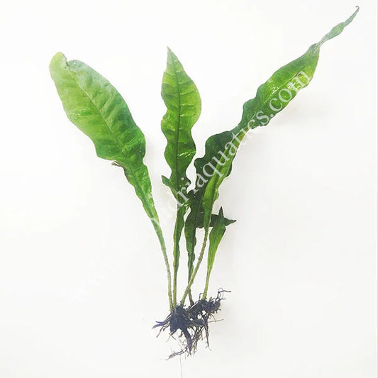Java fern