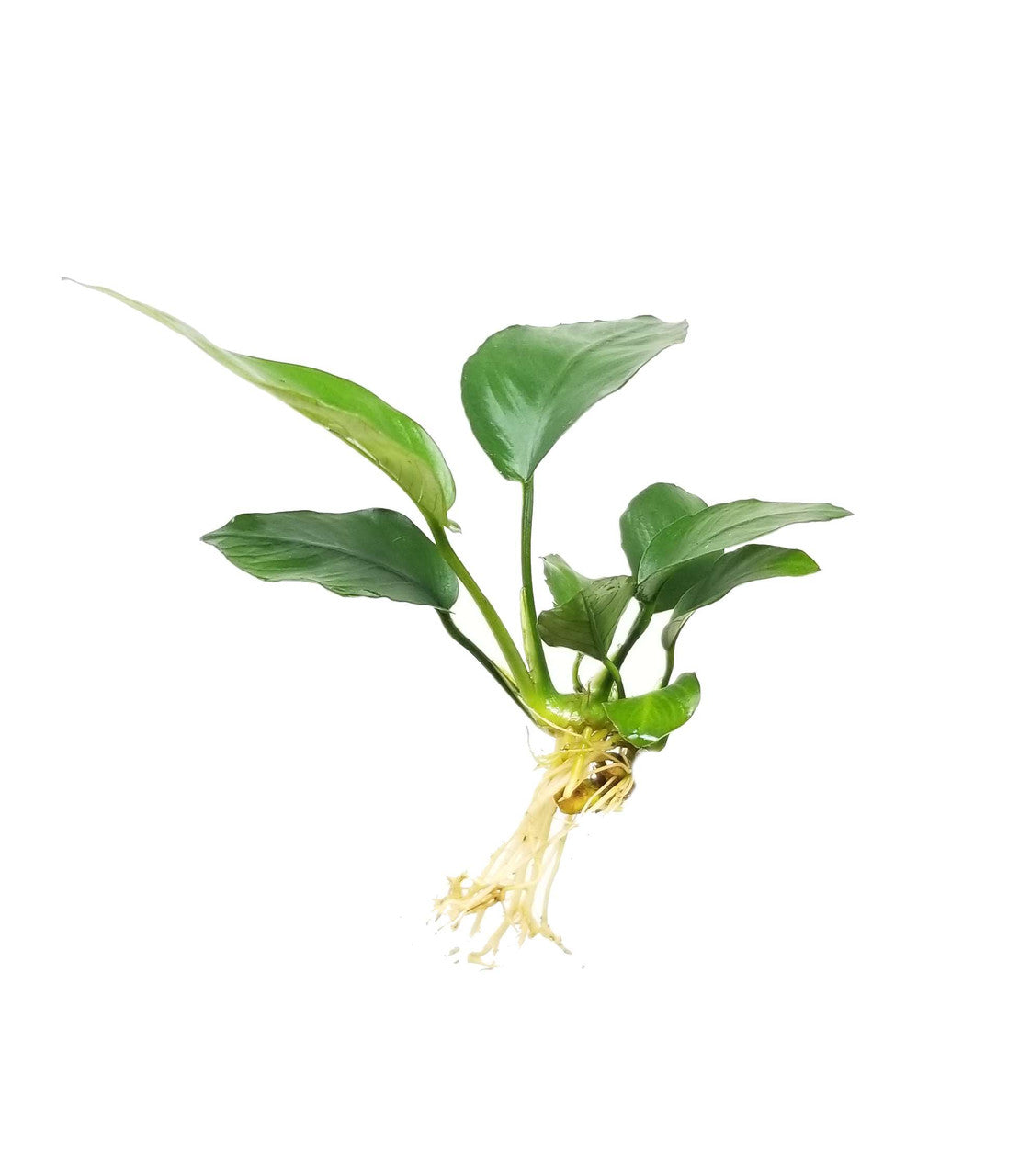 Anubias Nana gold