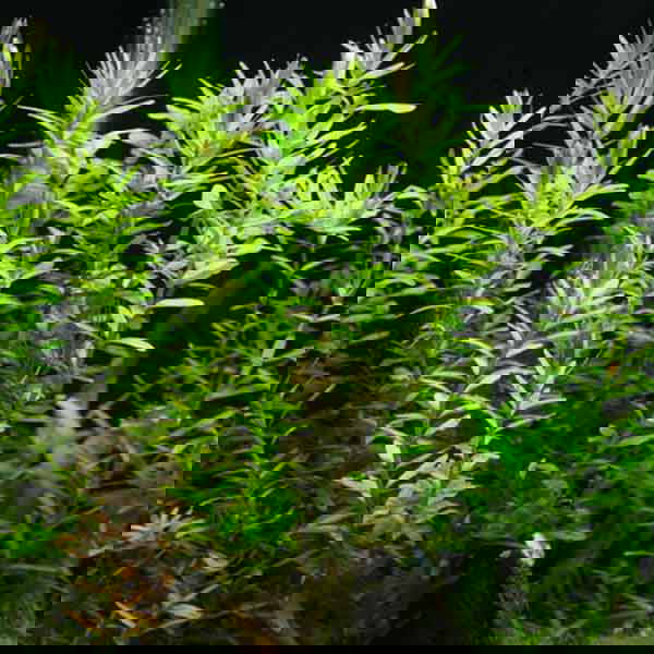 rotala wallichii green