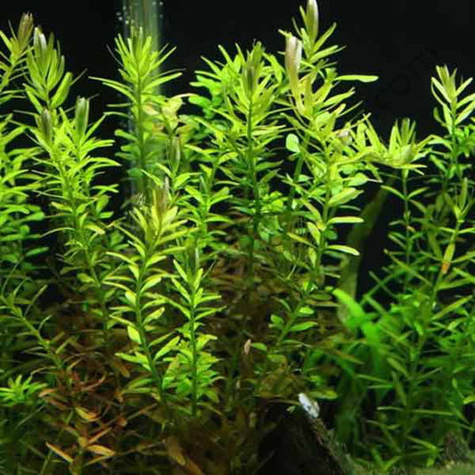 rotala wallichii green
