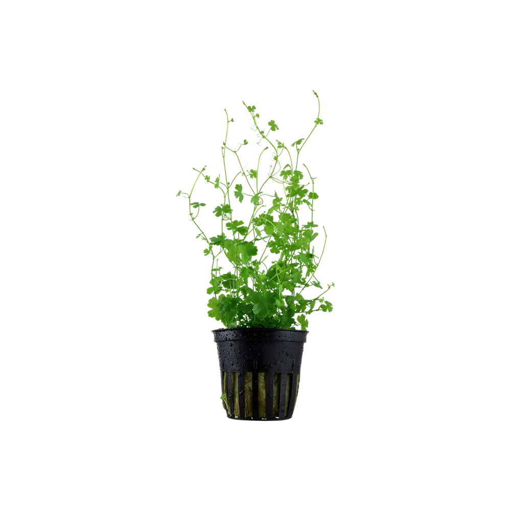 hydrocotyle tripartita