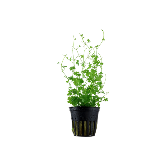 hydrocotyle tripartita