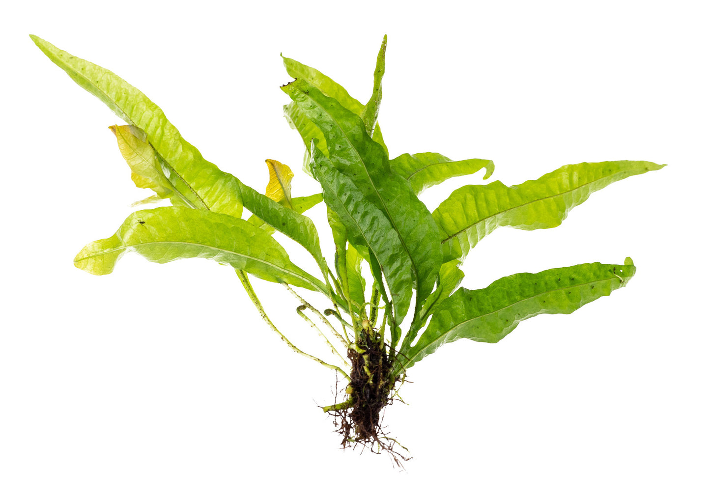 Java fern