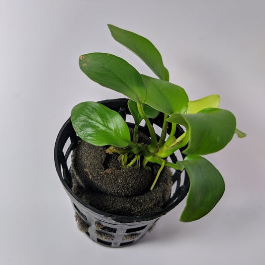 Anubias Nana gold
