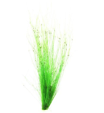 elceocharis vivipara(hair grass)