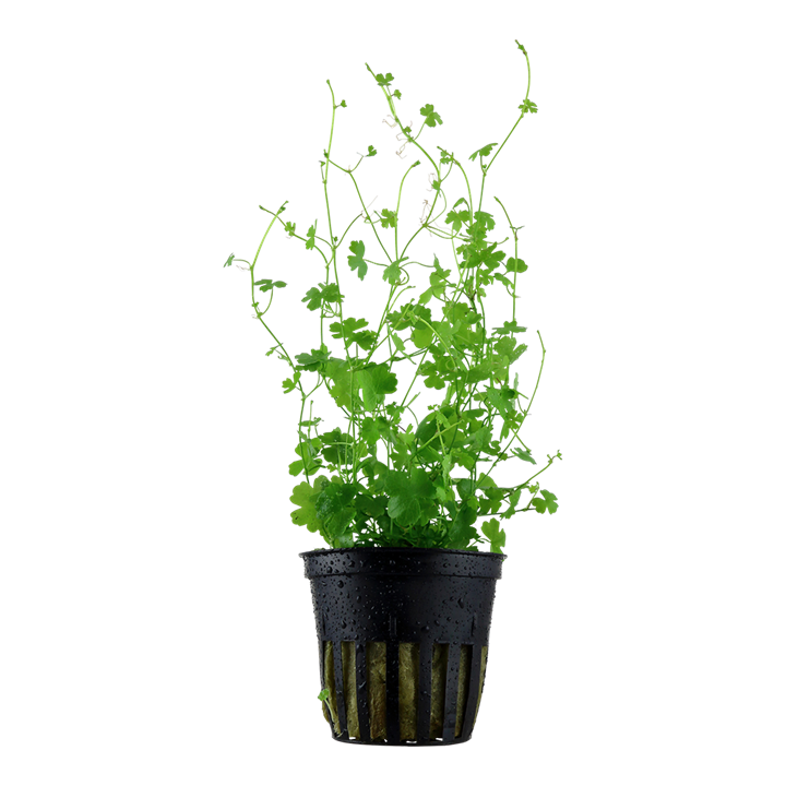 hydrocotyle tripartita