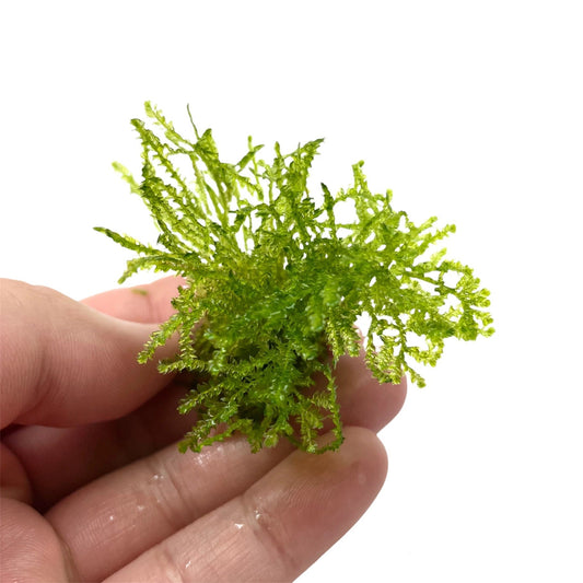 Flame moss
