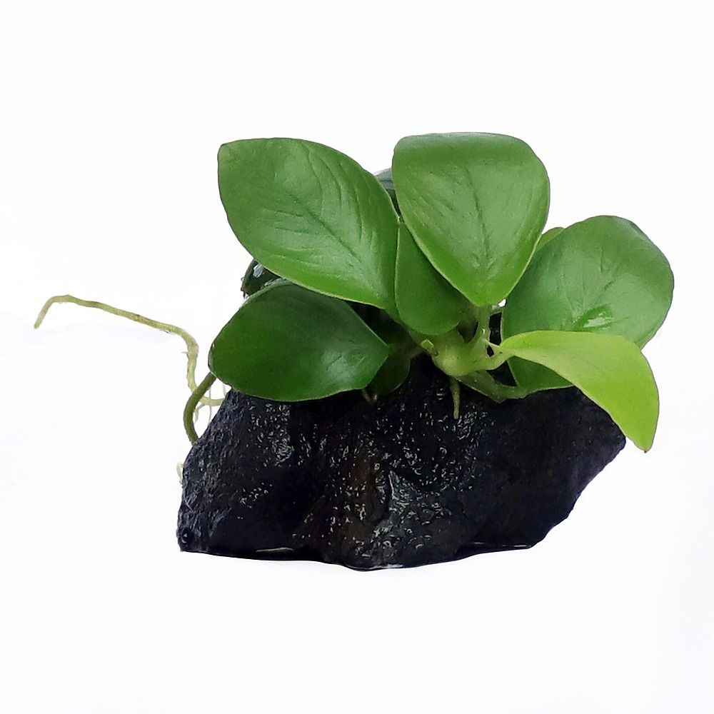 Anubias Nana gold
