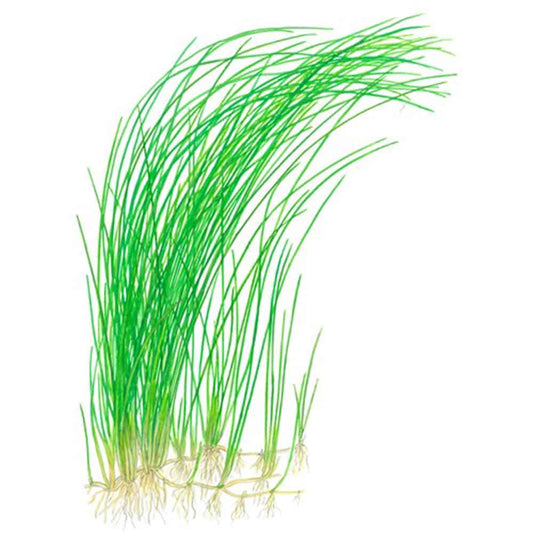 elceocharis vivipara(hair grass)