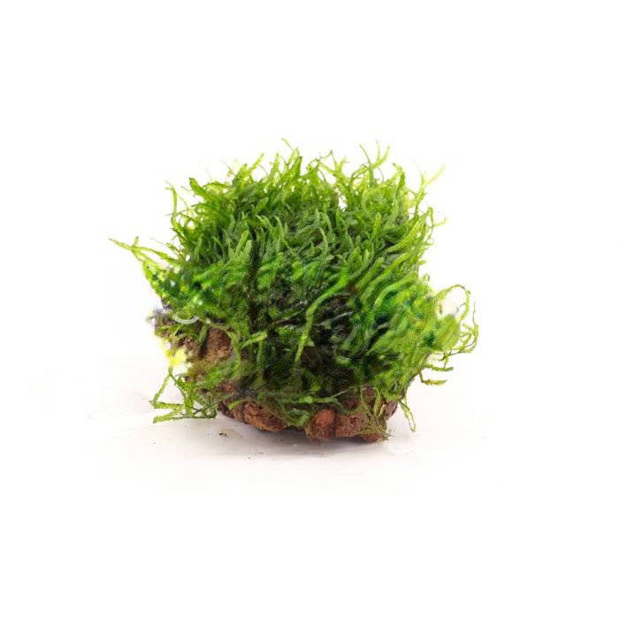 Flame moss